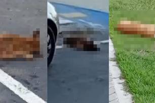 Semarh pede investigações sobre morte de mais de 10 cães no interior do Piauí (Foto: Divulgação)