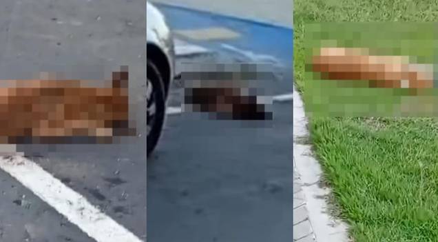 Semarh pede investigações sobre morte de mais de 10 cães no interior do Piauí