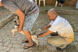 Vacinação contra a raiva na zona rural começa neste sábado (18) (Foto: Divulgação)