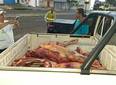 Vigilância Sanitária apreende 230 kg de carne irregular em Teresina