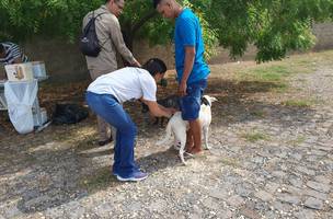FMS divulga postos de vacinação antirrábica para etapa urbana em Teresina (Foto: Divulgação)
