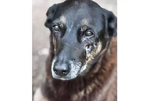 MP de Santa Catarina diz que cão Orelha não foi morto por adolescentes (Foto: Divulgação)