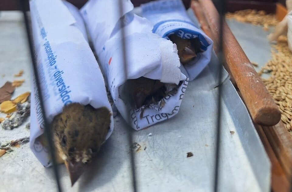 Polícia Ambiental apreende aves silvestres em operação na zona Sudeste
