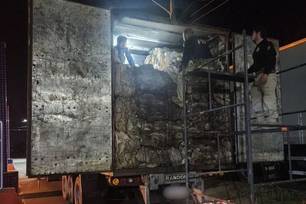 PRF apreende madeira ilegal e anfetaminas escondidas em caminhão no Piauí (Foto: Divulgação)