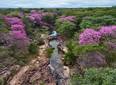 Florada dos ipês transforma Cânion do Rio Poti e impulsiona turismo no Piauí
