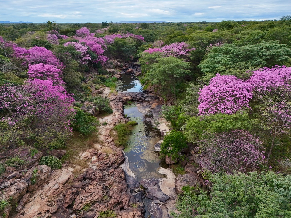 Florada dos ipês transforma Cânion do Rio Poti e impulsiona turismo no Piauí