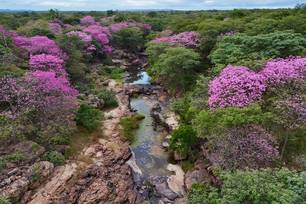Florada dos ipês transforma Cânion do Rio Poti e impulsiona turismo no Piauí (Foto: Divulgação)