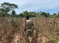 PF encontra roça com milhares de pés de maconha no interior do Piauí