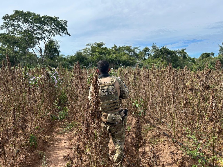 PF encontra roça com milhares de pés de maconha no interior do Piauí