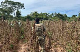 PF encontra roça com milhares de pés de maconha no interior do Piauí (Foto: Divulgação)