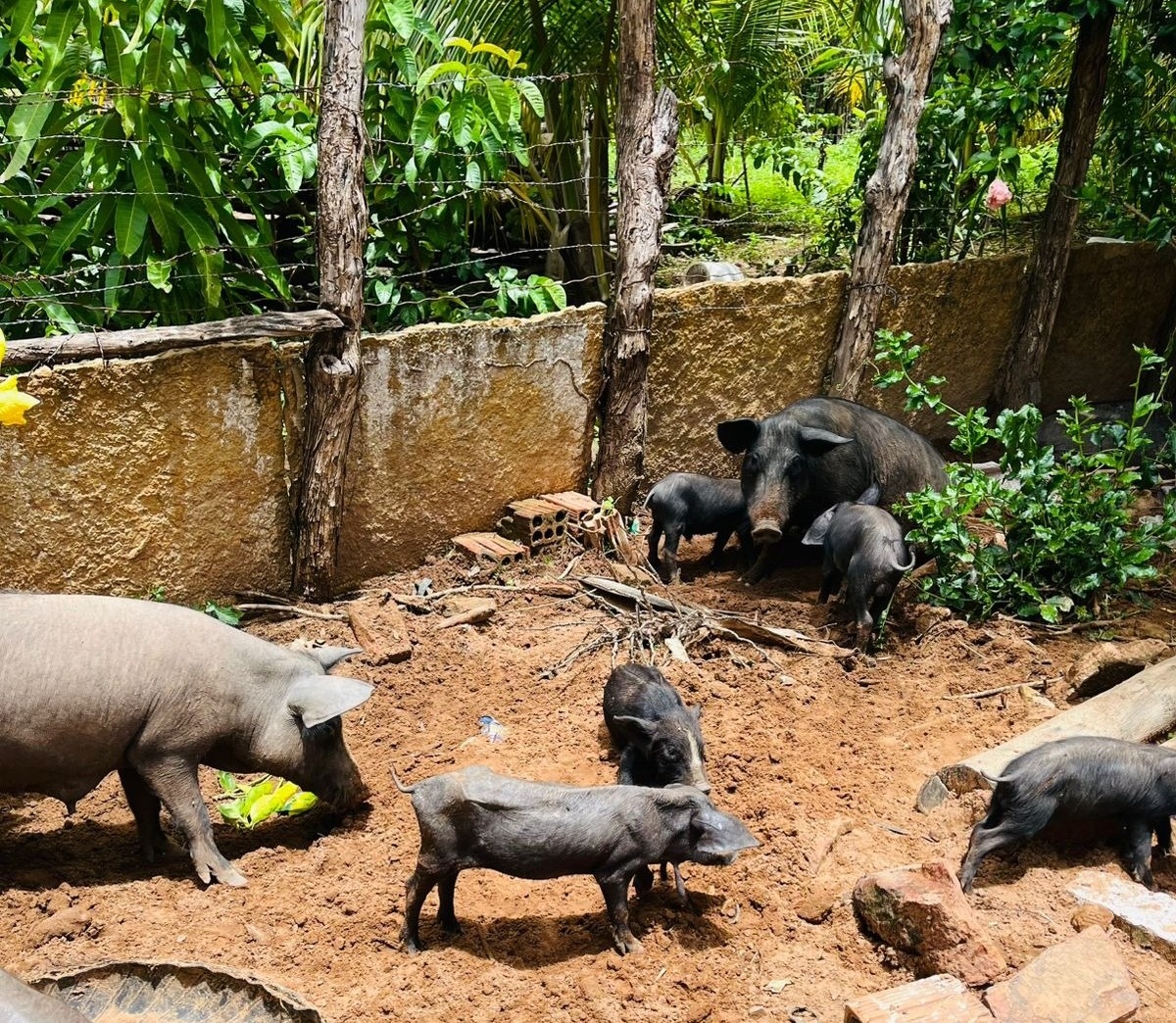 PI alcança 100% da meta inicial de vigilância clínica para Peste Suína Clássica