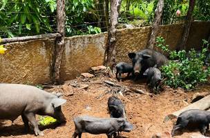 PI alcança 100% da meta inicial de vigilância clínica para Peste Suína Clássica (Foto: Divulgação)