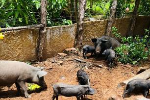 PI alcança 100% da meta inicial de vigilância clínica para Peste Suína Clássica (Foto: Divulgação)