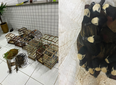 Polícia Militar apreende 40 aves silvestres e conduz responsável no Piauí