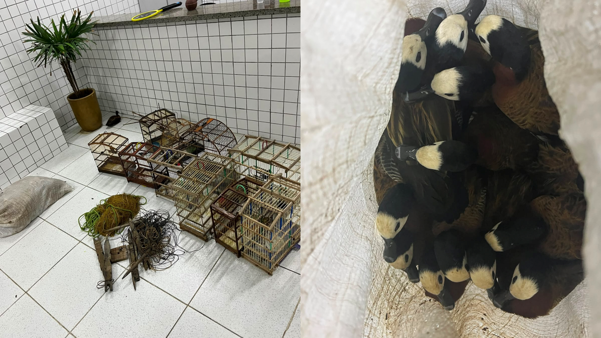 Polícia apreende 40 aves silvestres e conduz responsável no Piauí