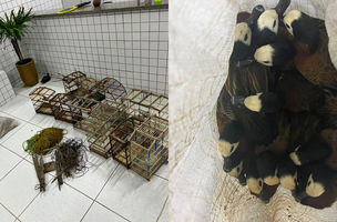 Polícia apreende 40 aves silvestres e conduz responsável no Piauí (Foto: Divulgação)