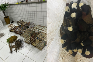 Polícia Militar apreende 40 aves silvestres e conduz responsável no Piauí