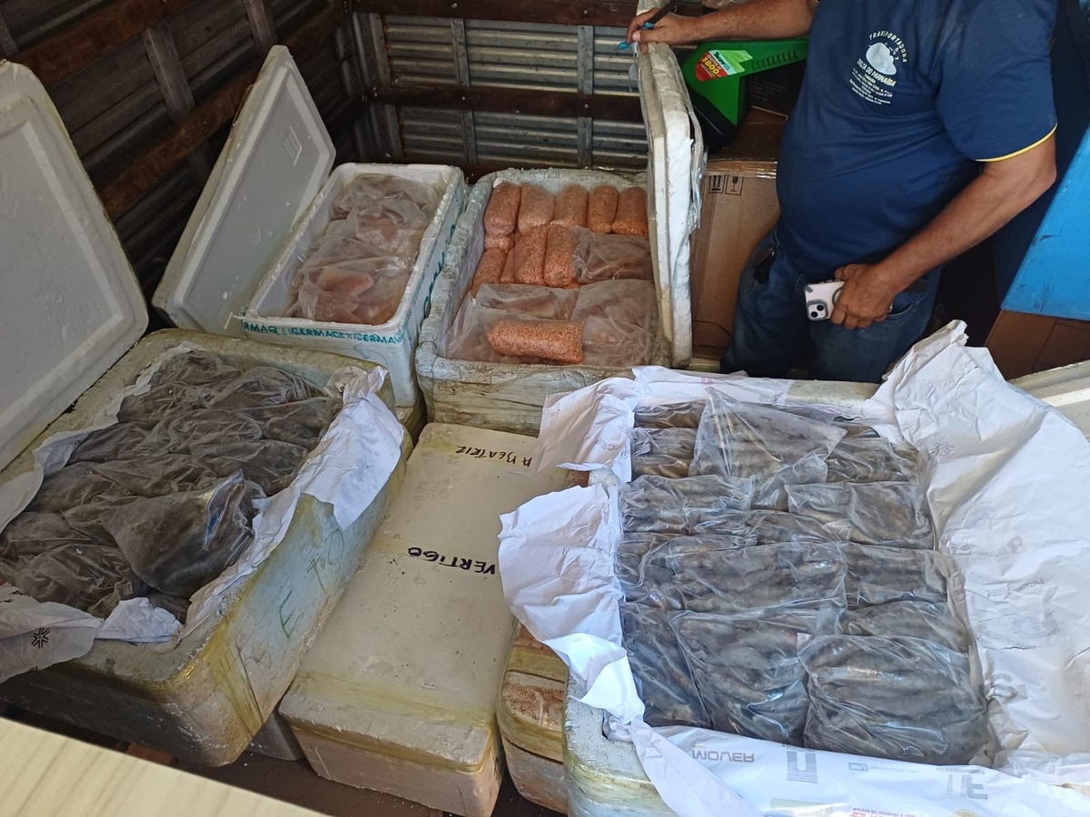 PRF apreende 650 kg de queijo e pescados sem documentação na BR-343 em Parnaíba