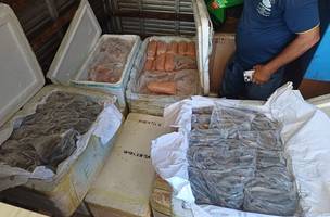PRF apreende 650 kg de queijo e pescados sem documentação na BR-343 em Parnaíba (Foto: Divulgação)
