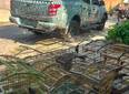 PM resgata 16 aves silvestres mantidas ilegalmente em cativeiro em Teresina
