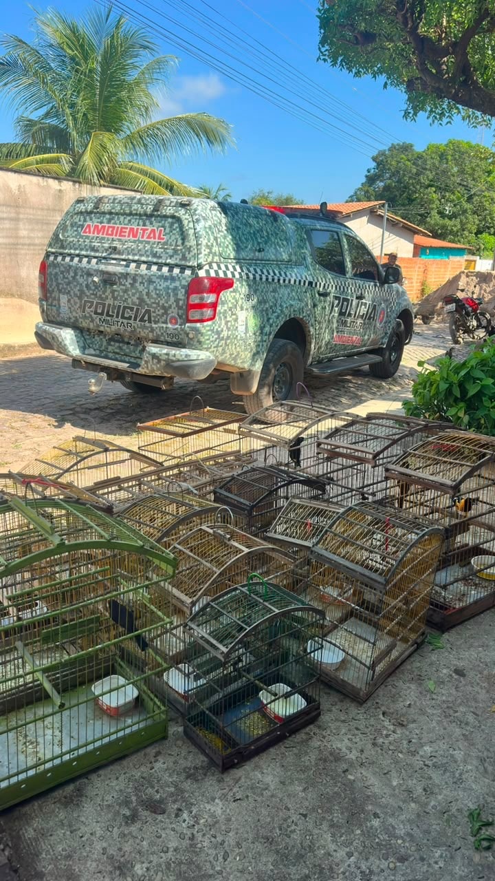 PM resgata 16 aves silvestres mantidas ilegalmente em cativeiro em Teresina