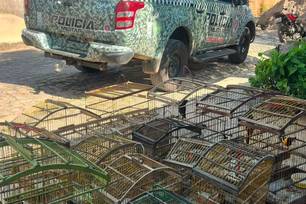 PM resgata 16 aves silvestres mantidas ilegalmente em cativeiro em Teresina (Foto: Divulgação)
