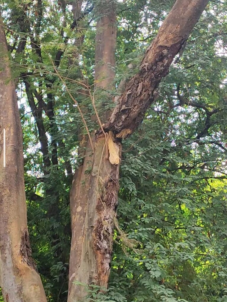 PMT interdita trecho em frente ao Shopping Natureza por risco de queda de galho
