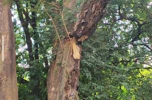 PMT interdita trecho em frente ao Shopping Natureza por risco de queda de galho (Foto: Divulgação)