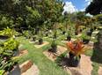 Viveiro de Plantas disponibiliza mudas gratuitas para a população em Teresina