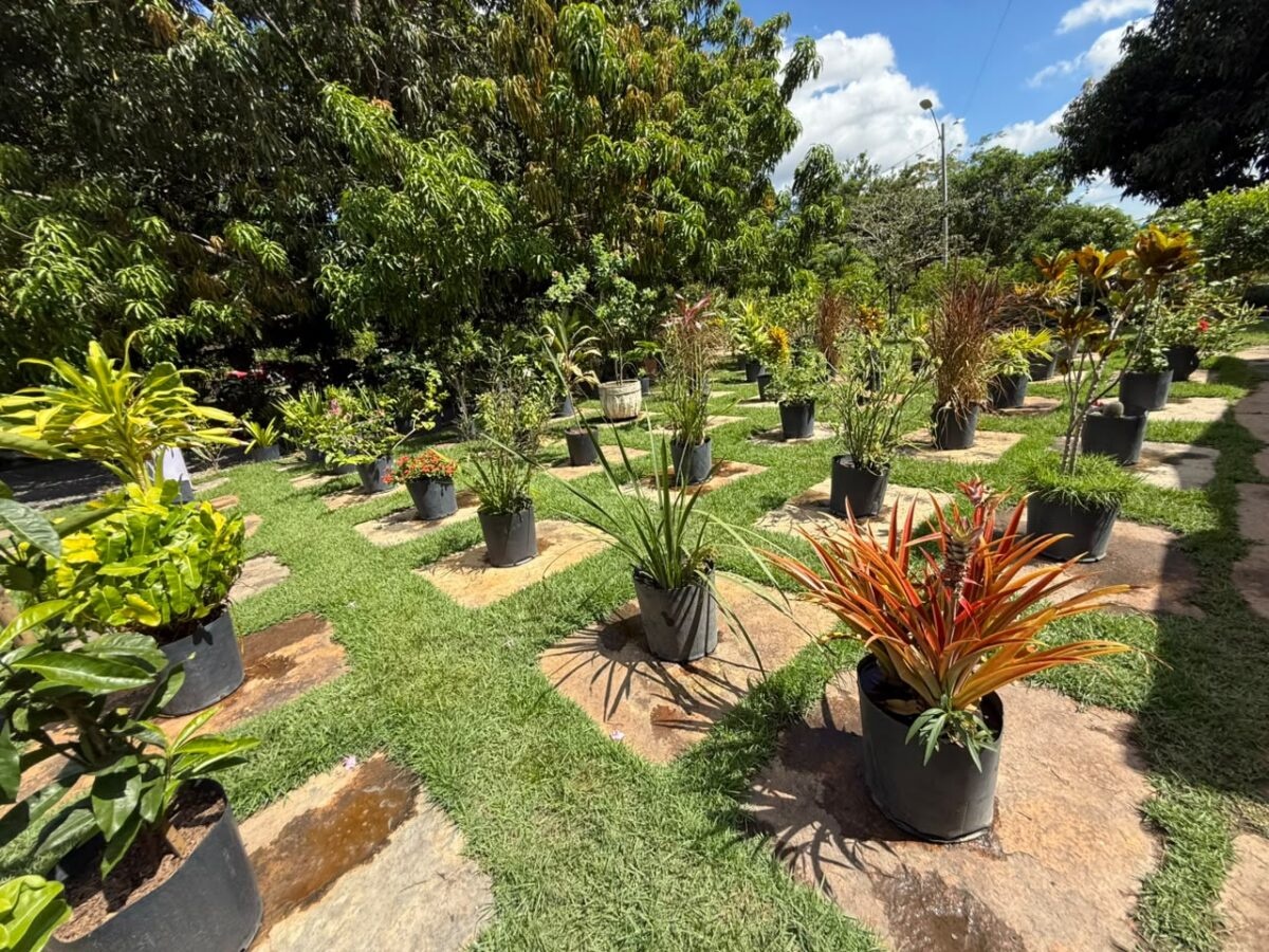 Viveiro de Plantas disponibiliza mudas gratuitas para a população em Teresina