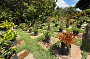 Viveiro de Plantas disponibiliza mudas gratuitas para a população em Teresina (Foto: Divulgação)