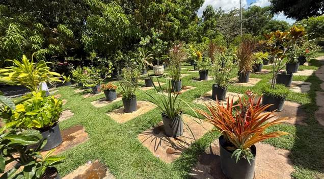 Viveiro de Plantas disponibiliza mudas gratuitas para a população em Teresina