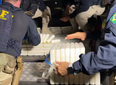 PRF apreende quase meia tonelada de cocaína em caminhão na BR-402, no Piauí