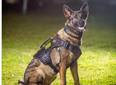 Morre K9 Catrina, cadela policial que atuava em operações no Piauí