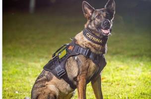 Morre K9 Catrina, primeira cadela policial da Polícia Civil do Piauí (Foto: Divulgação)