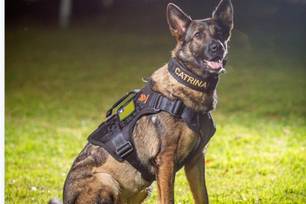 Morre K9 Catrina, cadela policial que atuava em operações no Piauí