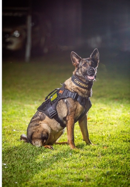 Morre K9 Catrina, primeira cadela policial da Polícia Civil do Piauí