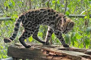 Nova espécie de felino é identificada em florestas da Bolívia (Foto: Divulgação/ PUCRS)