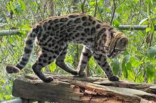 Nova espécie de felino é identificada em florestas da Bolívia