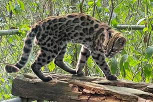 Nova espécie de felino é identificada em florestas da Bolívia